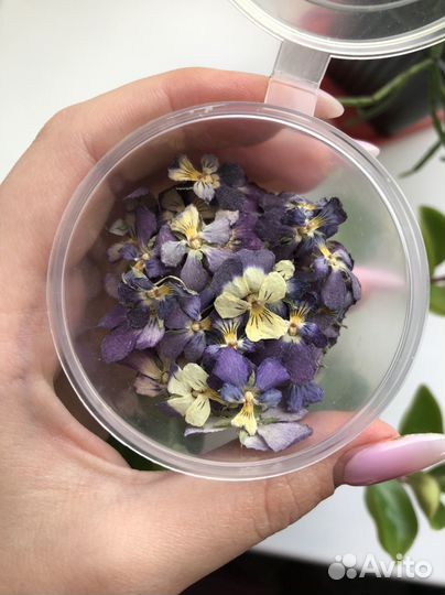 Сухоцветы анютины глазки фиолет