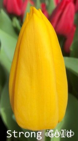 Срезка тюльпанов к 8