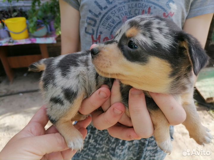 Мини той-терьер щенки