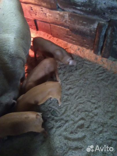 Поросята породы дюрок