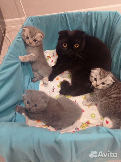 Шотландский вислоухий котёнок