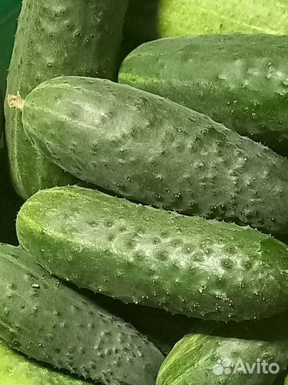 Огурцы