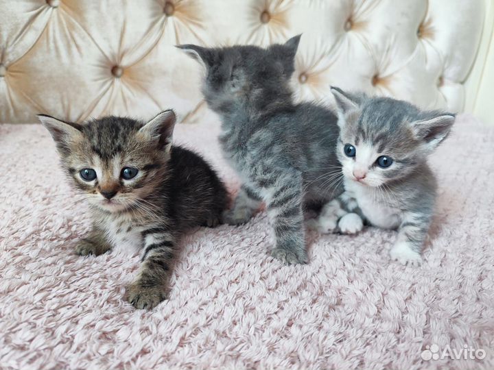 Котята мальчики и девочки