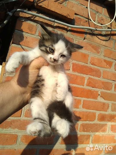 Котята в добрые руки бесплатно