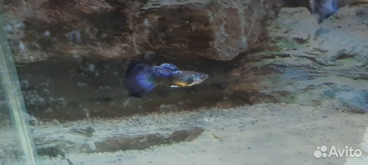 Гуппи синие