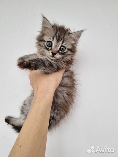 Котята ищут дом