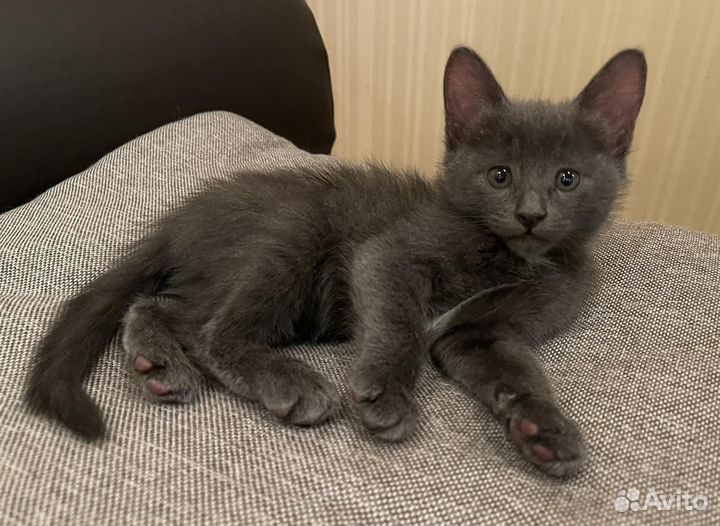 Котята, 2 месяца