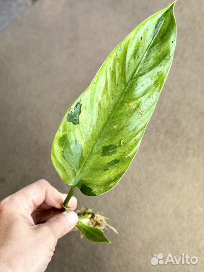 Филодендрон хосе буоно / Jose Buono /White marble