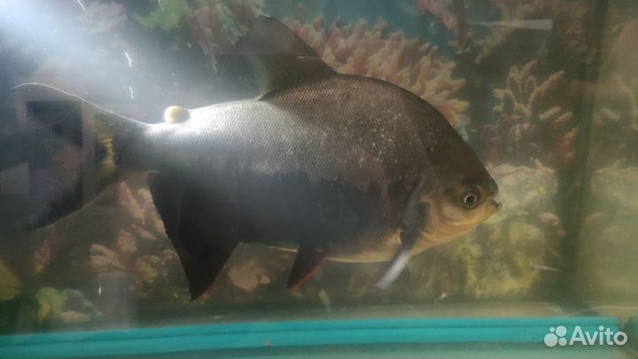 Красный паку. Пиранья