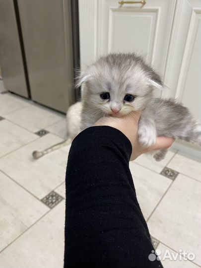 Котята породистые