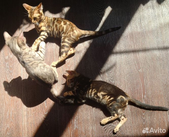 Бенгальские котята