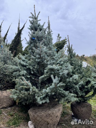 Ель Голубая Глаука