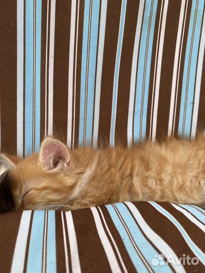 Котенок