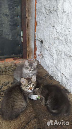 Котята в добрые руки бесплатно