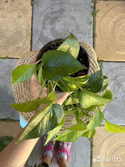 Сциндапсус/эпипремнум золотистый