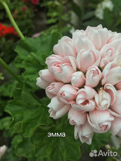 Герань пеларгония тюльпановидная Emma Fran Bengtsb