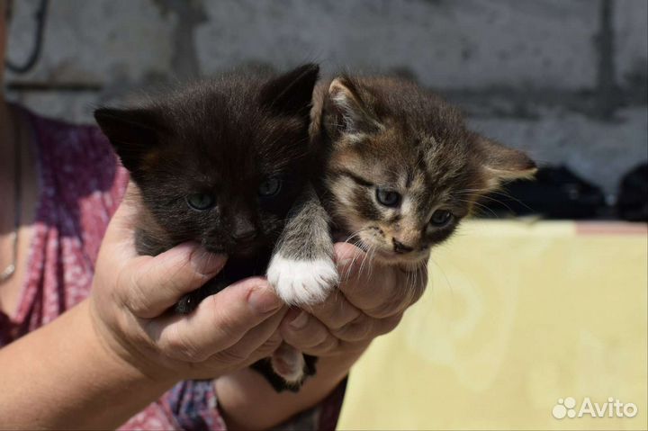 Котята в добрые руки