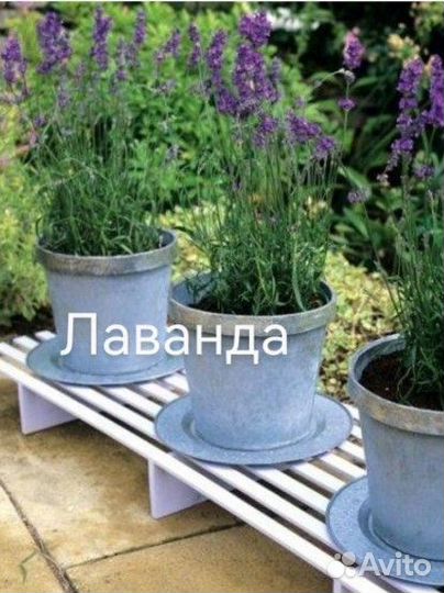 Розмарин и лаванда