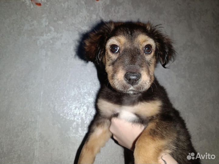 Девочка щенок коротколапик