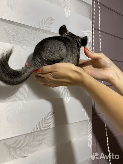 Шиншиллы девчата