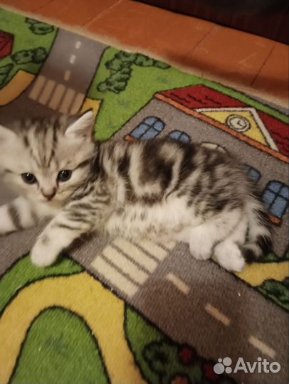 Британские котята