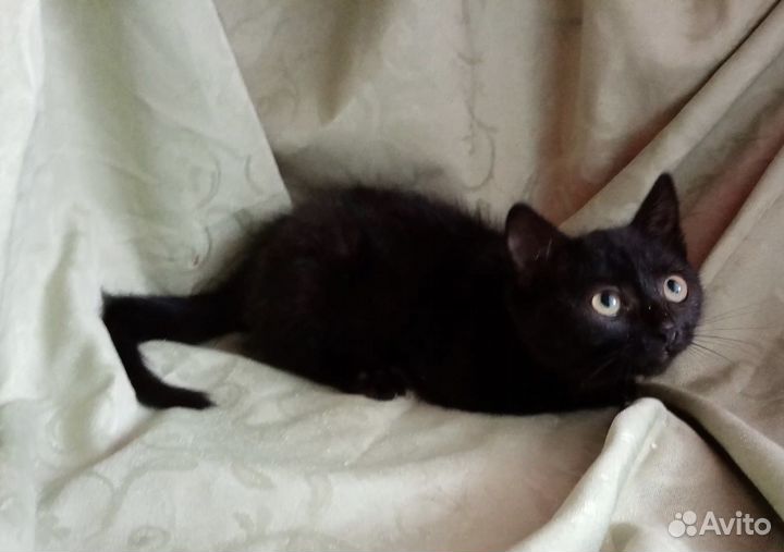 Черный котенок в добрые руки