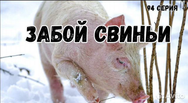 миллион на свиньях канал ютуб. миллион на свиньях канал ютуб. хороший поросенок. миллион на свиньях ютуб. раб свинья на ферме фемдом.