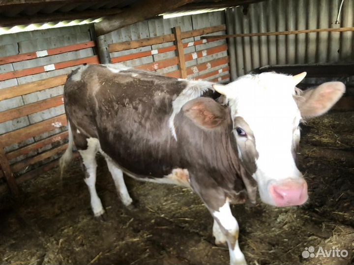 Коровы и телки