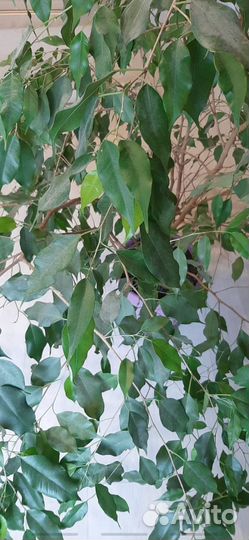 Фикус Экзотика