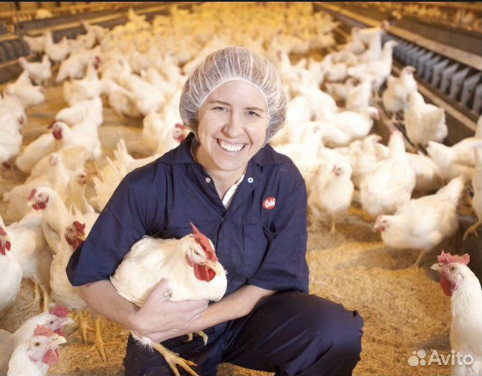 Рабочие на птицефабрику (вахта)