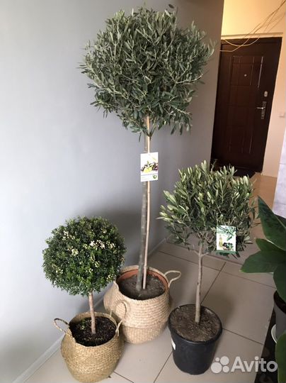 Оливковое дерево, олива, 150см, редкое, наличие