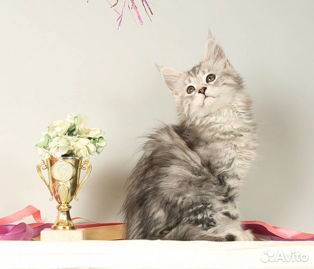 Котята мейн-кун