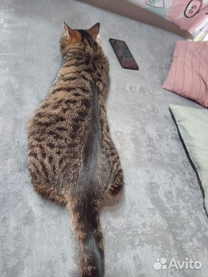 Отдаю котов