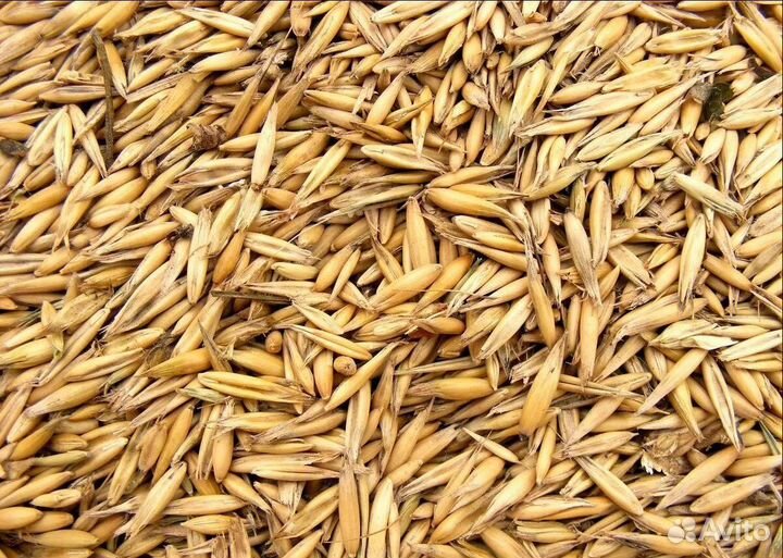 Пшеница озимая, Горох на корм/посев