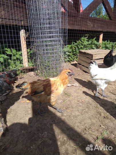 Молодые петушки