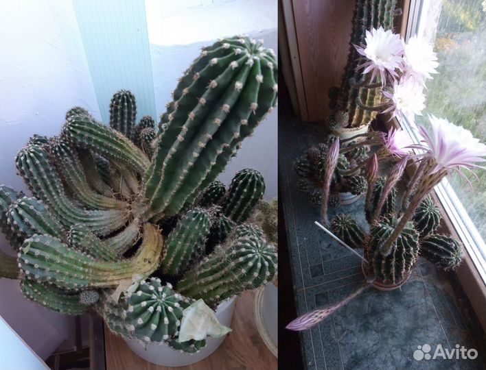 Крестовник Роули, Арбузик Senecio Herreianus