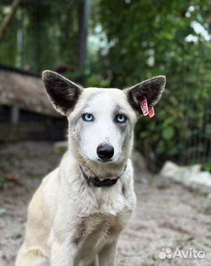 Девочка в добрые руки