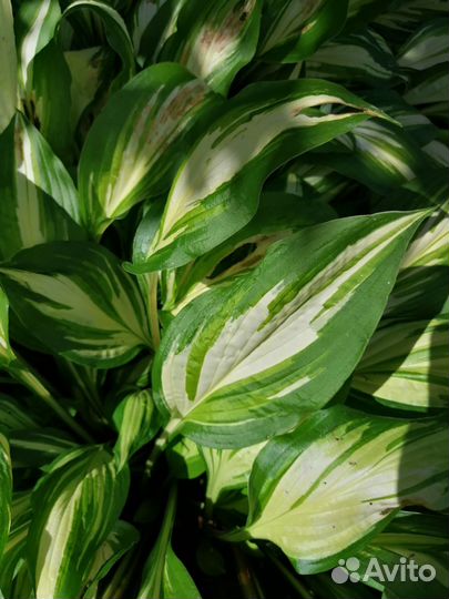 Хоста средних рамеров