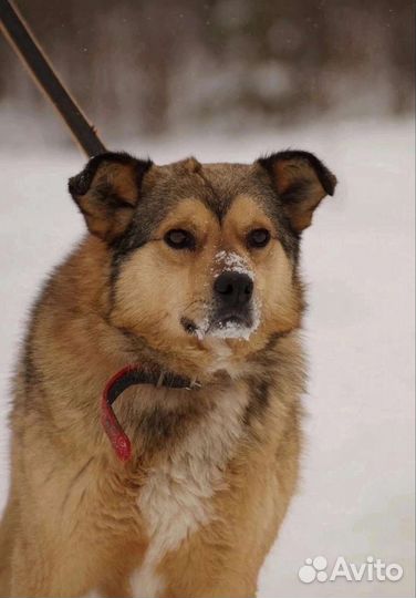 Моня в добрые руки