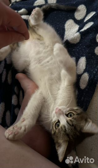 Кошки