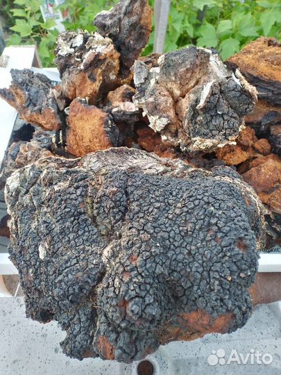 Березовый гриб чага