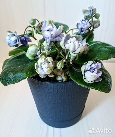 Сортовая фиалка