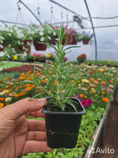 Розмарин Лаванда Мята Тимьян Чабрец рассада