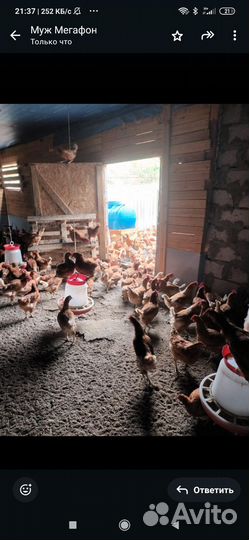 Открыт продажа кур несушек