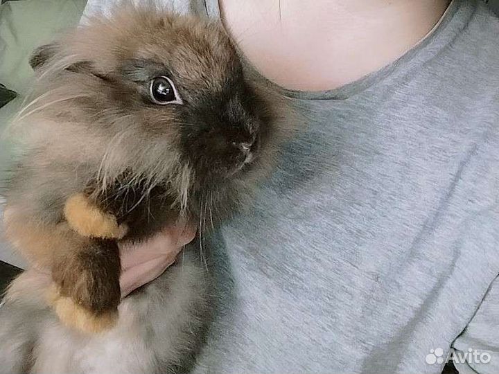 Декоративный кролик