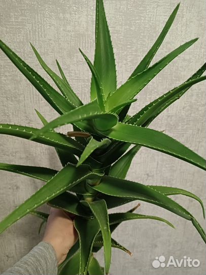 Алоэ лечебное