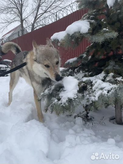 Собака Ирза мальчик 3 года