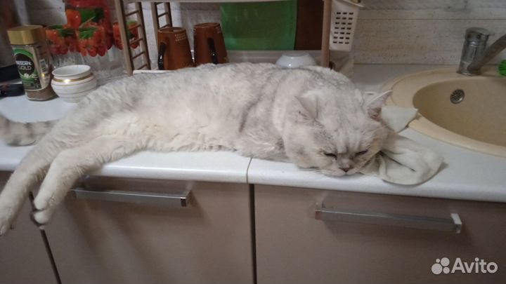 Кошка