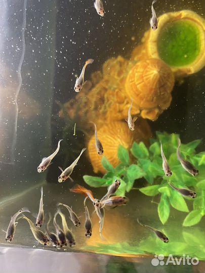 Гуппи красная кобра