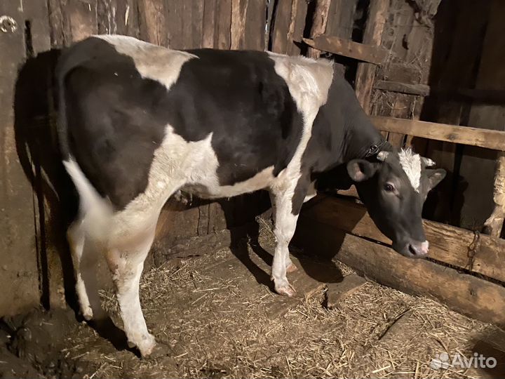 Крупно рогатый скот